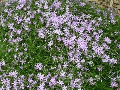 Creeping Phlox [].JPG