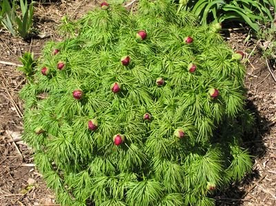 Fernleaf Peony [].JPG