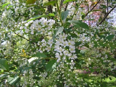 Chokecherry [].JPG