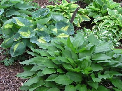 Hosta road bed (3) [].JPG