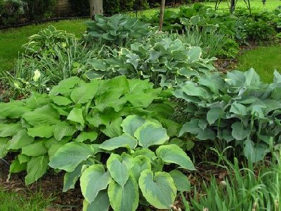 Hosta older bed (5) [].JPG