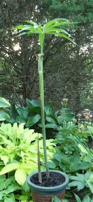 arisaema1.jpg