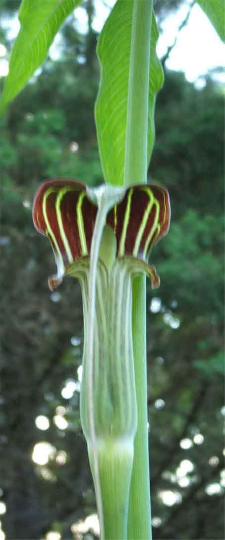 arisaema2.jpg