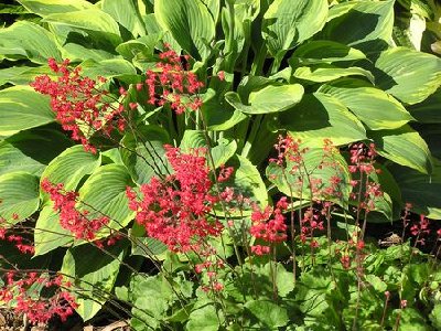 Coral Bells & Hosta Alex Summers [].JPG