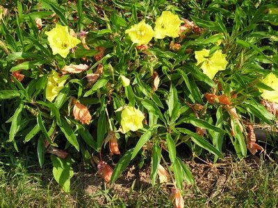 Missouri Primrose [].JPG