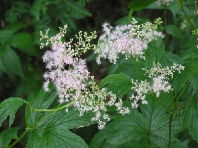 Filipendula Meadowsweet [].JPG