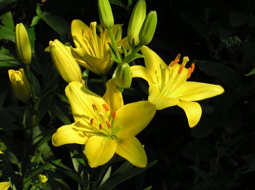 Asiatic Lily [].JPG