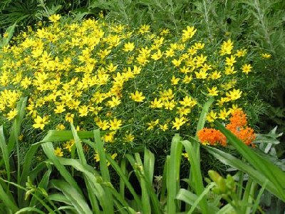 Coreopsis Zagreb [640x480].JPG