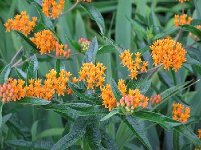 Butterfly weed (2) [640x480].JPG