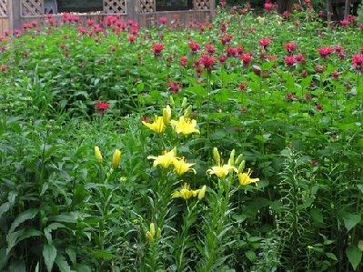 Bee Balm bed (3) [640x480].JPG