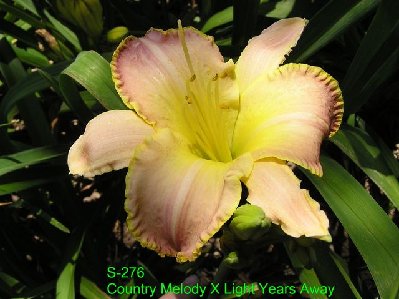 S-276 Country Melody X Light Years Away [640x480].JPG