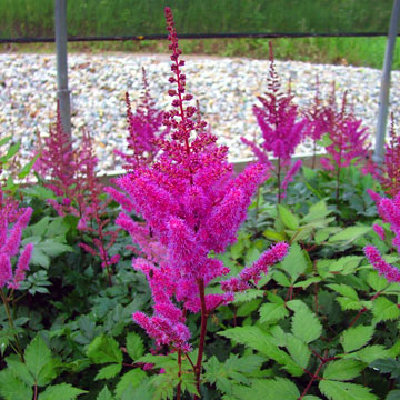 Astilbe 'Maggie Daley'