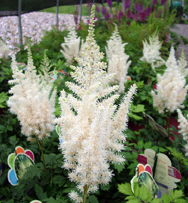 Astilbe 'Diamonds and Pearls' PPAF