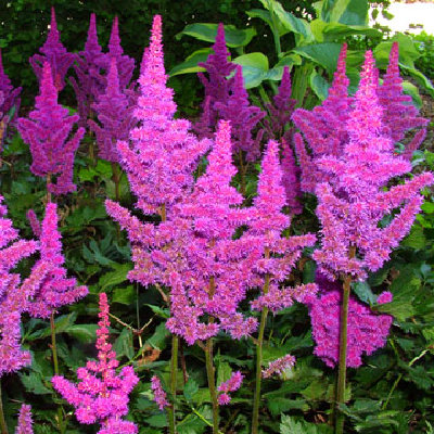 Astilbe 'Visions in Red' PP#11965