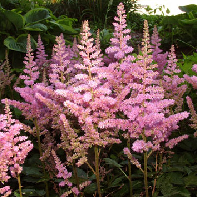 Astilbe 'Visions in Pink' PP#11860