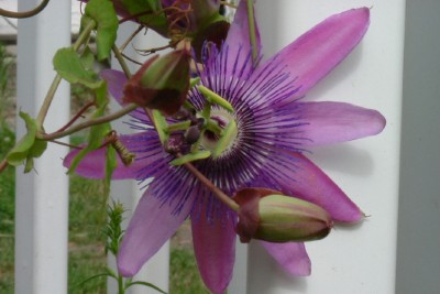 passion flower close up.jpg