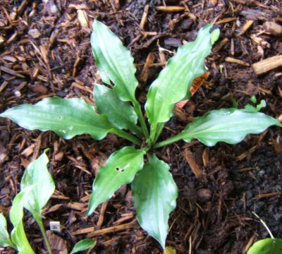 Amy's Choice - a second year seedling of Korean Snow. Glossy leaves of good substance. Named for my granddaughter Amy.