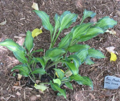 Ani Machi (sometimes known as Geisha) - new spring 2006. Always waving in the breeze and hard to photograph. Edit July 2014 - this hosta was found to have HVX in 2013. Had probably been infected since I bought it. Very, very subtle symptoms. It was destroyed.