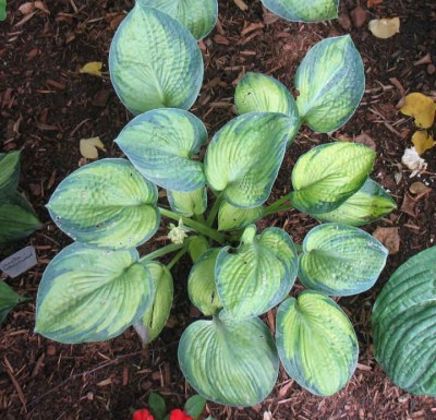 Blue Shadows - new spring 2004. I can't tell the difference at this stage from H. 'Tokudama Aureonebulosa' but I like both.