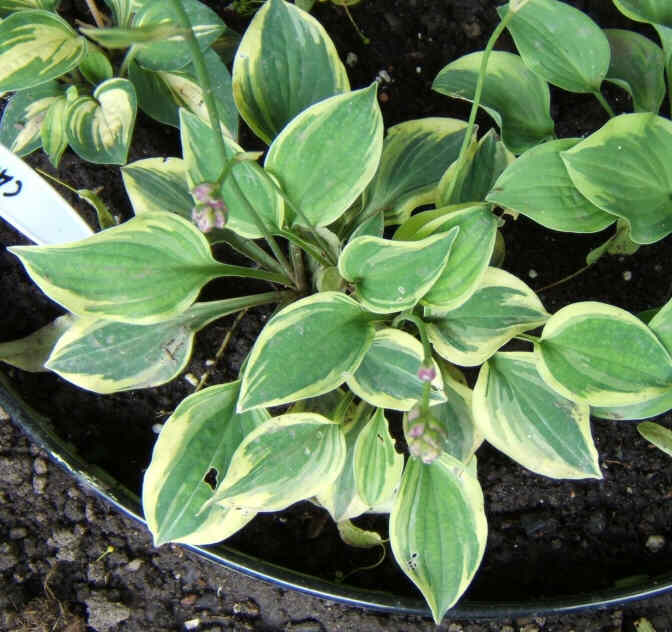 Cameo - new spring 2007. Now planted in a planter with Baby Bunting and others of the family.