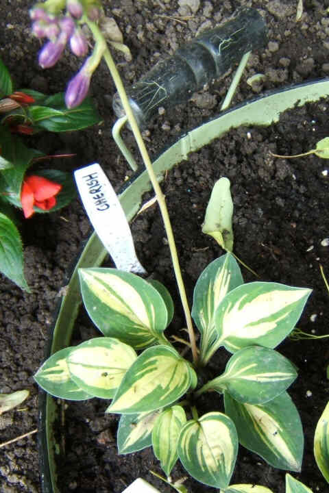 Cherish - new spring 2007. In the same planter with the rest of the Baby Bunting family.