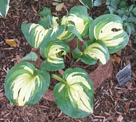 Center of Attention - new spring 2004. Light substanced leaves are very subject to damage by storms and/or slugs. The copper collar helps with the slugs but there is still a lot of damage. In autumn 2009, I have removed this plant from my garden.