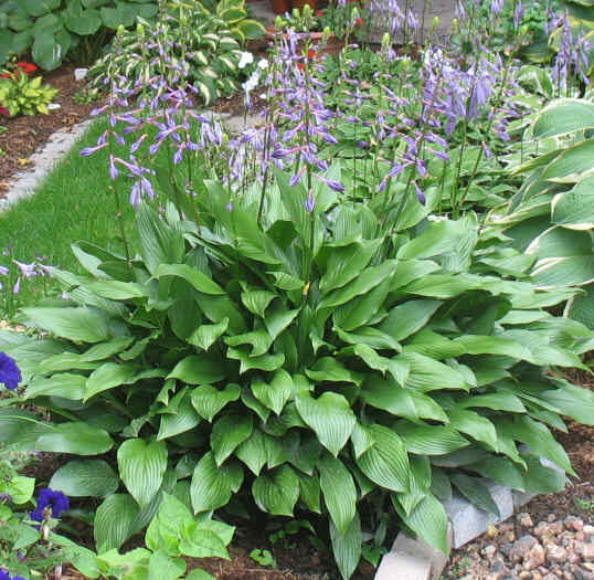 My first Hosta. Came from a neighbour and I grew it before I knew what a Hosta was. Spreads by rhizomes and has intense purple flowers that never open. Really likes the moisture from the nearby downspout.