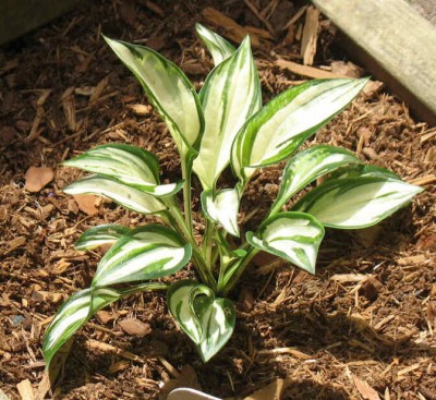 Fireworks - new spring 2008. A nice perky little Hosta.