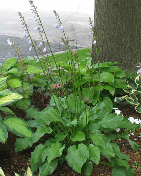 Fujibotan - new spring 2006. Has double lavender flowers on very tall scapes.