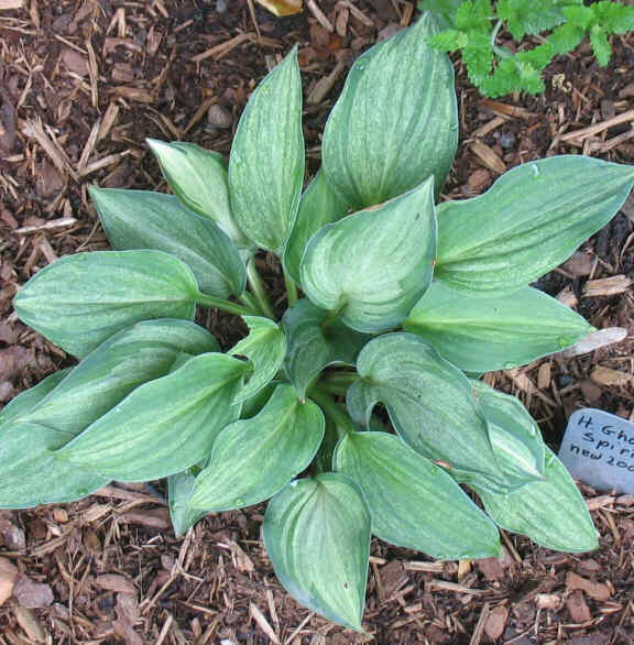 Ghost Spirit - new spring 2008. Love the misty leaves.