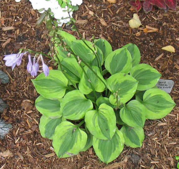 Grand Tiara - new summer 2007. A perky Hosta.