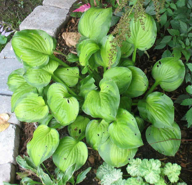 Heart and Soul - new spring 2003. A pretty Hosta which stays quite small.