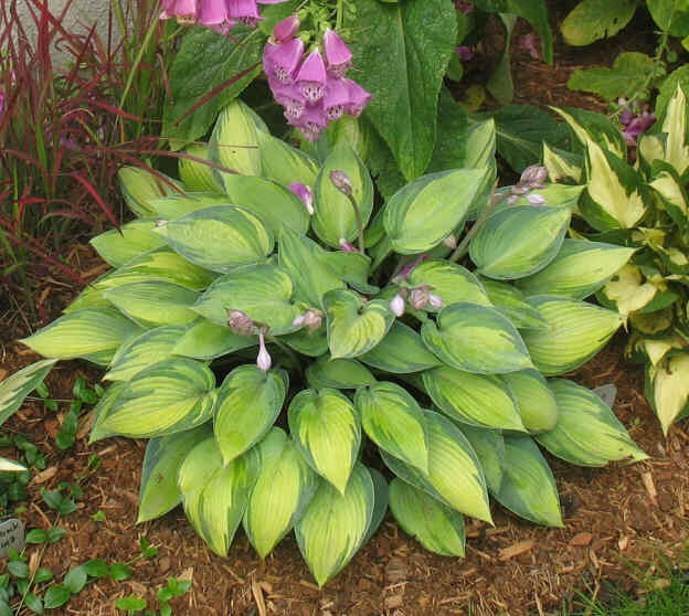 June - new spring 2006. GREAT all-round Hosta and good grower. Will divide this soon and try some of it in a darker location as it can look very different.