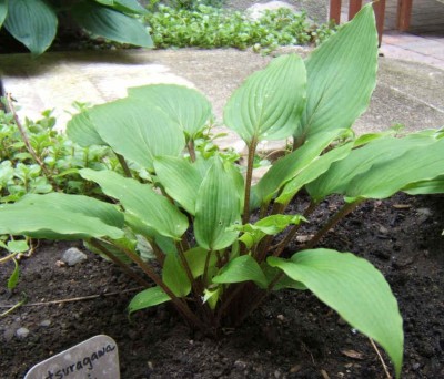 Katsuragawa Beni - new spring 2006. Nice small green Hosta with red petioles.