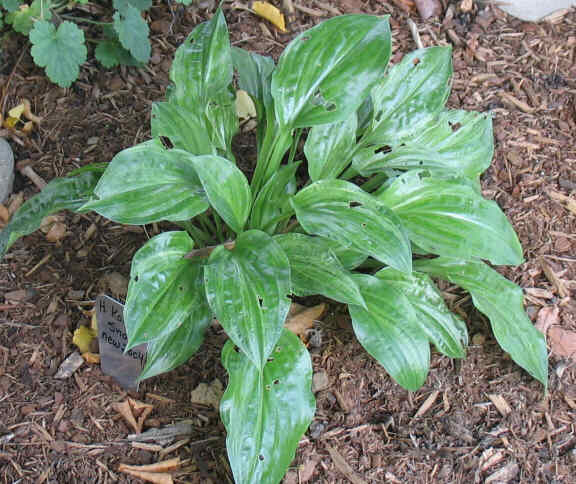 Korean Snow - new spring 2004. Lovely, streaked Hosta. Hard to photograph because the leaves are so glossy.