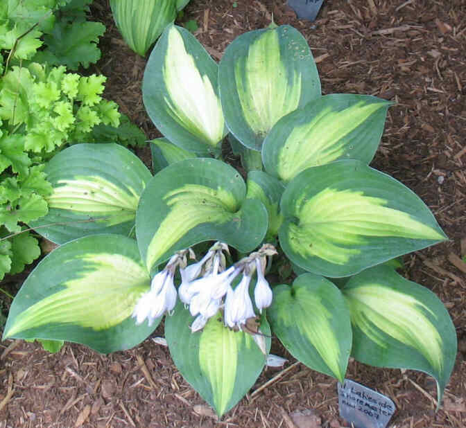 Lakeside Shoremaster - new spring 2007. this one is showing good growth.