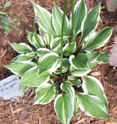 Lakeside Zinger - new spring 2006. Nice little Hosta with unpredictable streaking in the leaves.