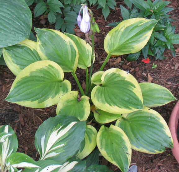 Last Dance - new spring 2007. Sport of Summer Music. This is a nice Hosta.