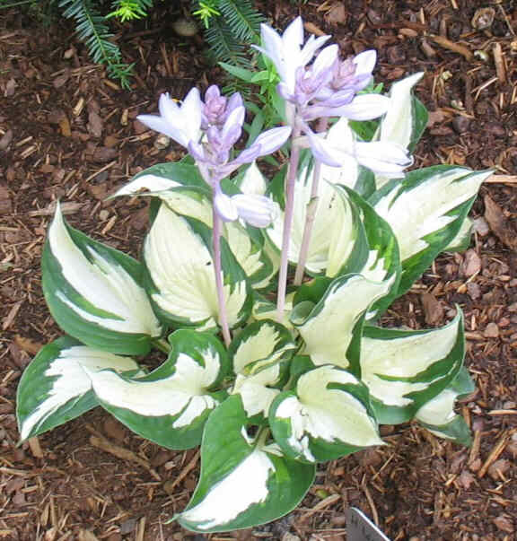 Loyalist - new spring 2006. Nice white-centred Hosta.