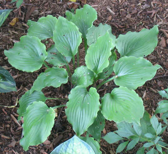 Marilyn Monroe - new spring 2006. Makes a 2' wide clump. Red petioles hold the wavy-edged, grey-green leaves so that you get a good glimpse of the dramatic, waxy-white backs.