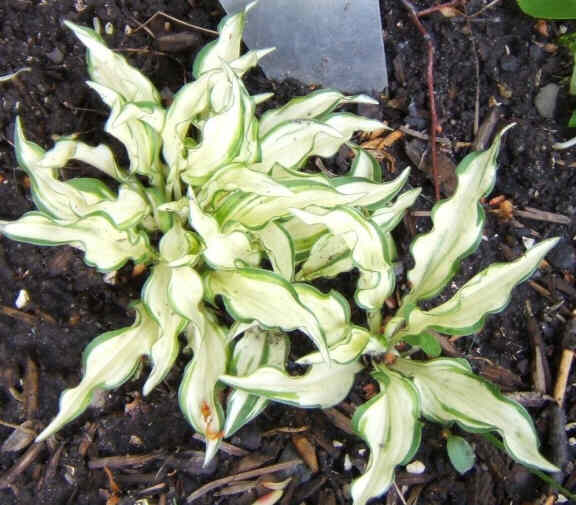 Masquerade - one of my very first Hostas. It was so slow to come back after its first winter that I bought another. Very slow grower. I still have only two smallish clumps after at least 8 years.