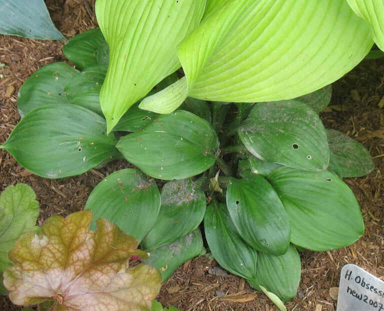 Obsession -  - new spring 2007. Nice green Hosta but mine needs to be moved. It's lost under the big Sun Power behind it and the Heuchera in front of it.