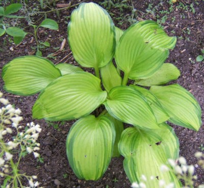 On Stage -  - new August 2006. A nice light Hosta to brighten a dark corner.