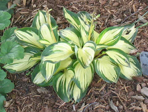 Peppermint Ice - new spring 2006. Another nice one. A good grower. It was divided spring 2008 to share with a friend.