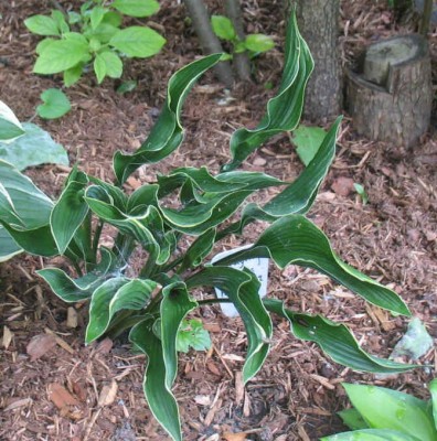 Praying Hands - new spring 2007. A rather unusual Hosta. Gets lost in the garden. This one needs to go in a pot so it can be seen.