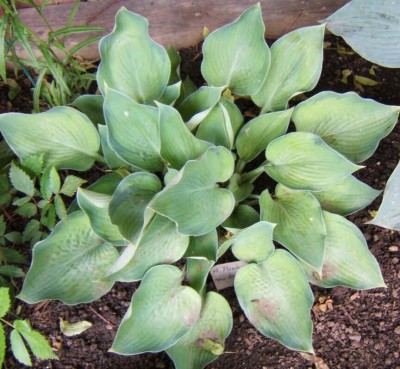 Punky - new spring 2005. A sport of Blue Wedgewood, the shape of the plant is similar, but Punky is green and gets progressively yellower throughout the season.