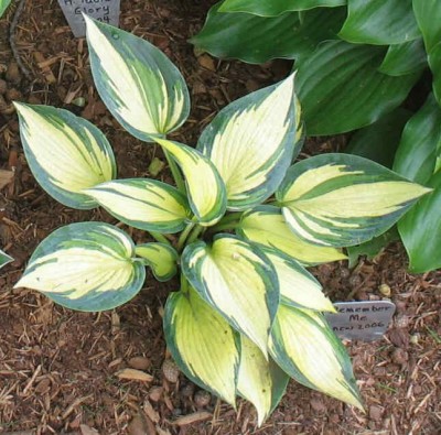 Remember Me - new spring 2006. When the leaves emerge, the centres are bright yellow and gradually turn white. Nice little Hosta.
