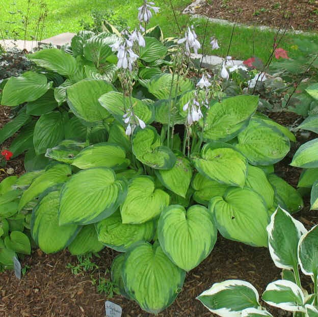 September Sun - new spring 2006. Nice, enthusiastic Hosta.