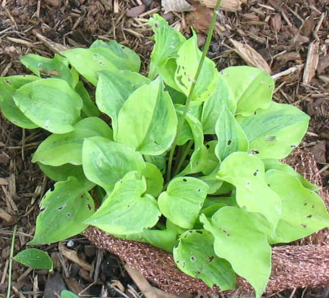 Silver Threads and Golden Needles - new spring 2007. Interesting small Hosta, but the slugs seem to like it too.