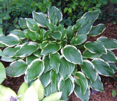 So Sweet - new September 2005. Nice Hosta.